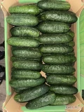 Sprzedam ogórek sałaciak. Dostępne około 500kg. 