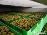 Sprzedam Szarą Rentę/Boskopa oraz Jonagoreda Suprę, towar 7,5+ komora właśnie otwarta. Towar jest po freshu, jędrny, bez szarej...