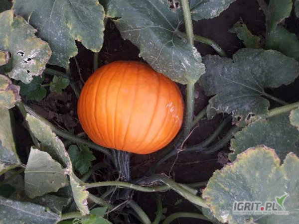 /images/posts/2024/09/1907762/NHVcGy8vjDkuVrMnn0ilnxqjQ0AjRgJWYgBDWJge.jpeg