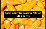 Kupię kukurydzę paszową może być gorszej jakości 