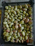Sprzedam owoce Mini Kiwi odmiany Bingo oraz Ananasnaja posiadam  ilosc okolo 5t mozliwosc spakowania w dowolne opakowanie 665588495