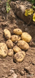 Ukopię na zamówienie ziemniaki volumia na sobotę lub niedzielę 