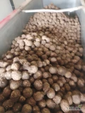 Sprzedam seler i marchew . Import Holandia, towar myty lub brudny. Możliwość dostawy do klienta . W ofercie pietruszka i burak...