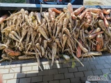 Sprzedam pietruszkę , odmiana Arat, różny kaliber 