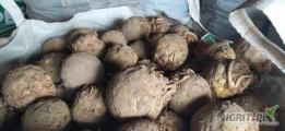 Sprzedam seler gruby 1kg+ na brudno w bb obrobionych jak na foto