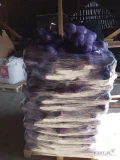 Sprzedam kapustę czerwona 1-3kg ilości paletowe posiadam też kapustę białą.