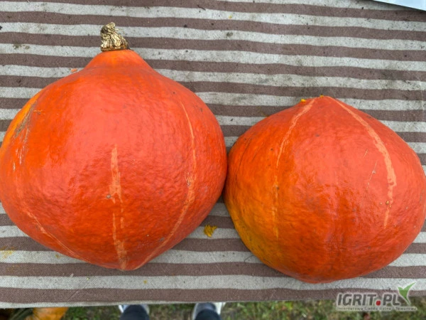 /images/posts/2024/10/1931104/Vq2yk26hKv1X2qfjKrHTSiiqDVpJxzBxNIM5VfiD.jpeg