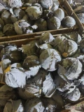 Sprzedam kapuste czerwoną kaliber 0.8-3 kg. Zdrowy, czysty towar z nalotem. Ilości 5-10 ton jednorazowo. Opakowanie kartonbox. Płatność...