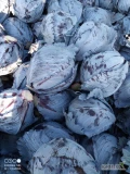Sprzedam 3t czerwonej kapusty, super jakość, market 1.5-3kg Opakowanie do uzgodnienia. 2.3zl/kg możliwy dowóz. 