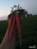 Witam sprzedam marchew gruba oraz plastrowa. Duże ilosci