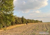 Zlecę karczowanie części sadu w zamian za pozyskane zrębki z sadu. 
