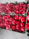 Praca dla kobiety przy zbiorze papryki w rodzinnym gospodarstwie ogrodniczym 
