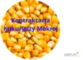 Dzień dobry zakupię kukurydzę suchą jak i mokrą, oraz wszelkie inne zboża w ilościach całosamochodowych, możliwość mojego...