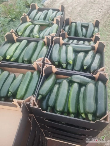 /images/posts/2024/08/1902156/TeybVCHGhXRI5N6B9OpFSZsxppRxHmjLRosCu3VL.jpeg