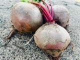 Sprzedam buraczka czerwonego odmiana Monty, ilości tirowe. Cena 0,35zl/kg-kaliber przemysłowy.