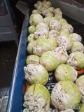 Seler myty pakowany w worek wiązany 10kg. Kal 0.6-0.9kg. ilości paletowe