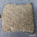 Sprzedam jęczmień jary suchy zbiór 2024r, workowaty cena 50zł/50kg, okolice Inowrocław Ia, tel 725462828
