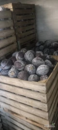 Sprzedam kapustę czerwoną około 20 ton