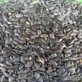 Sprzedam słonecznik czarny nie łuskany, suchy zbiór 2024r, cena 3,50zł/1kg, k. Bydgoszczy, tel 725462828