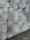 Sprzedam seler myty, szczotkowany lub brudny ilości tirowe i paletowe. Zdrowy nie przycinany, kaliber handlowy ok 10 szt na 5 kg. W...