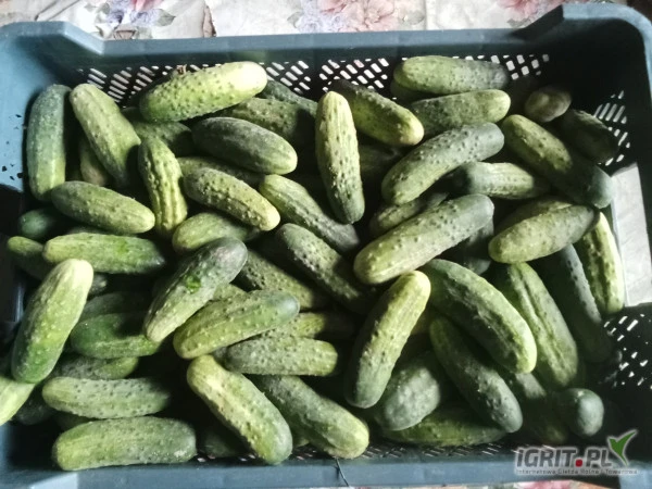 /images/posts/2024/07/1887178/hI3LCf3HaQVRAQL8AqzLU0fTCMhh0x2pxcH9CB7M.jpeg
