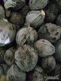 Sprzedam kapustę czerwoną z nalotem, jakość marketowa kaliber 1-3kg