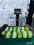 Sprzedam kapustę płaską drobna od 0.5 kg
