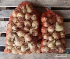 Sprzedam cebulę zimową, podsuszaną, odmiana Wolf. Sucha, ładna łuska. Kaliber 45+, worki 10-15kg. Wykopana i na bieżąco pakowana w...