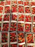 Sprzedam Verdi, Azje i Grandarose w trakcie zbiorów łącznie w ilości 250 koszyków.