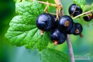GRUPA SAJEWSKI z Goraja nawiąże współpracę z większymi producentami Porzeczki czarnej czerwonej do mrożenia i tłoczenia województwa lubelskiego, świętokrzyskiego mazowieckiego cała polska . Zapewniamy konkurnecyjne ceny, szybkie przelewy, gotówkę, opakowanie , odbiór towaru bezpośrednio z gospodarstwa,
Mikołaj Sajewski
795-782-449
Iwona Białek
666 384 344