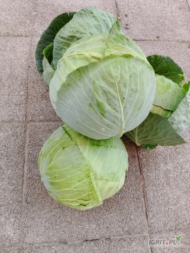 /images/posts/2024/06/1875932/sYEKBfH8buaGJ9nYE0v8Q9CvvrBnJskw150lNzwX.jpeg