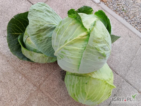 /images/posts/2024/06/1875932/YYUBQ8ZpR7OBEhMayqnNKBIr1kCCnXygiweUGGWI.jpeg