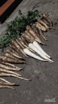Sprzedam pietruszkę odmiany Arat kaliber handlowy. Ładny zdrowy towar. Lokalizacja Wola Skarbkowa 88-220 Osięciny 
