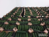 Kupimy cukinie zielona Towar marketowy pakowany w karton po 5 kg. Dajemy opakwanie na wymiane.