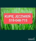 Kupie jęczmień paszowy 300 ton. 