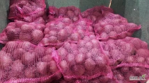 sprzedam burak 200t. w tym  okrągły 75t. kal. 5-10 worek 10kg 1,5zł, podłużny 100t. kal.3-6 worek 10kg 1,6zł , faktura vat, , stała...
