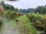 Szukam odbiorców na owoce dzikiej róży. Mogę sprzedać świerze ale też suszone.