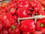 Sprzedam paprykę BIO krojoną czerwoną, żółtą, zieloną i melanż. Ilości całosamochodowe. Certyfikat  i certyfikat EKOGWARANCJA