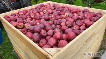 SPRZEDAM 40 TON RED DELICIOUSA. KA + FRESH. 
