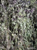 Sprzedam ziele oregano suszone w suszarni.