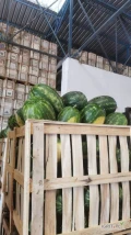  ARBUZY PROSTO Z MAROKA – BEZPOŚREDNI IMPORT 
