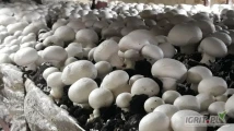 Sprzedam świerze pieczarki klasy export w opakowaniu 3 kg luz kubek na zamuwienie w ilosci do 1000 kg towar szykowany po wczesniejszym...