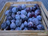Sprzedam kapustę czerwoną od 1kg do 3,5kg bez pozostałości 