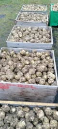 Sprzedam seler Diamant. Polski produkt z własnej uprawy bez nawozów