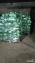 Witam sprzedam kapustę białą towar z chłodni ilość 30ton