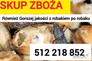Kupię zboże gorszej jakosci niepełnowartościowe z zapachem,porażone.zanieczyszczone Szybki odbiór gotówka po załadunku Fv. 512 218...