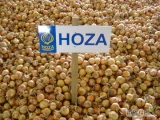 AGRI-M Bezpośrednia sprzedaż nasion cebuli Hoza Zaden  Odmiany:Hoza,Donna,Saskia,Romy(czerwona),Mika,  precyzyja!!!!ORYGINAŁ HOZA ZADEN...