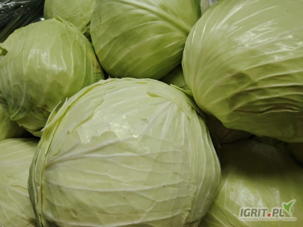 /images/posts/2025/05/2010366/8FnSpaw6iAsVCYK0niFFri3DFbl9LTtDLbG2xoeS.jpeg