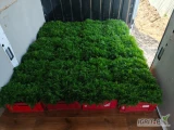 Sprzedam koper Polski z własnego gospodarstwa. Póki co z tunelu foliowego potem z otwartego gruntu. Możliwość współpracy przez cały...