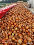 Cebula do pakowania i obieranie. Ilości tirowe, import, 65%60mm+, 100%45mm+, 5% odpad przed obieranie. Co tydzień kilkanascie nowych...